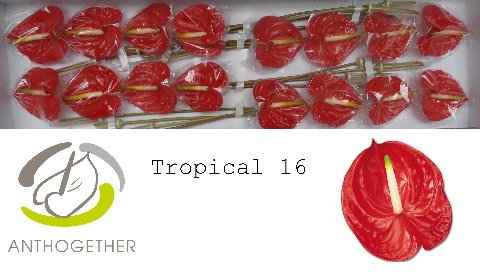 Срезанные цветы оптом Anthurium tropical от 16шт из Голландии с доставкой по России