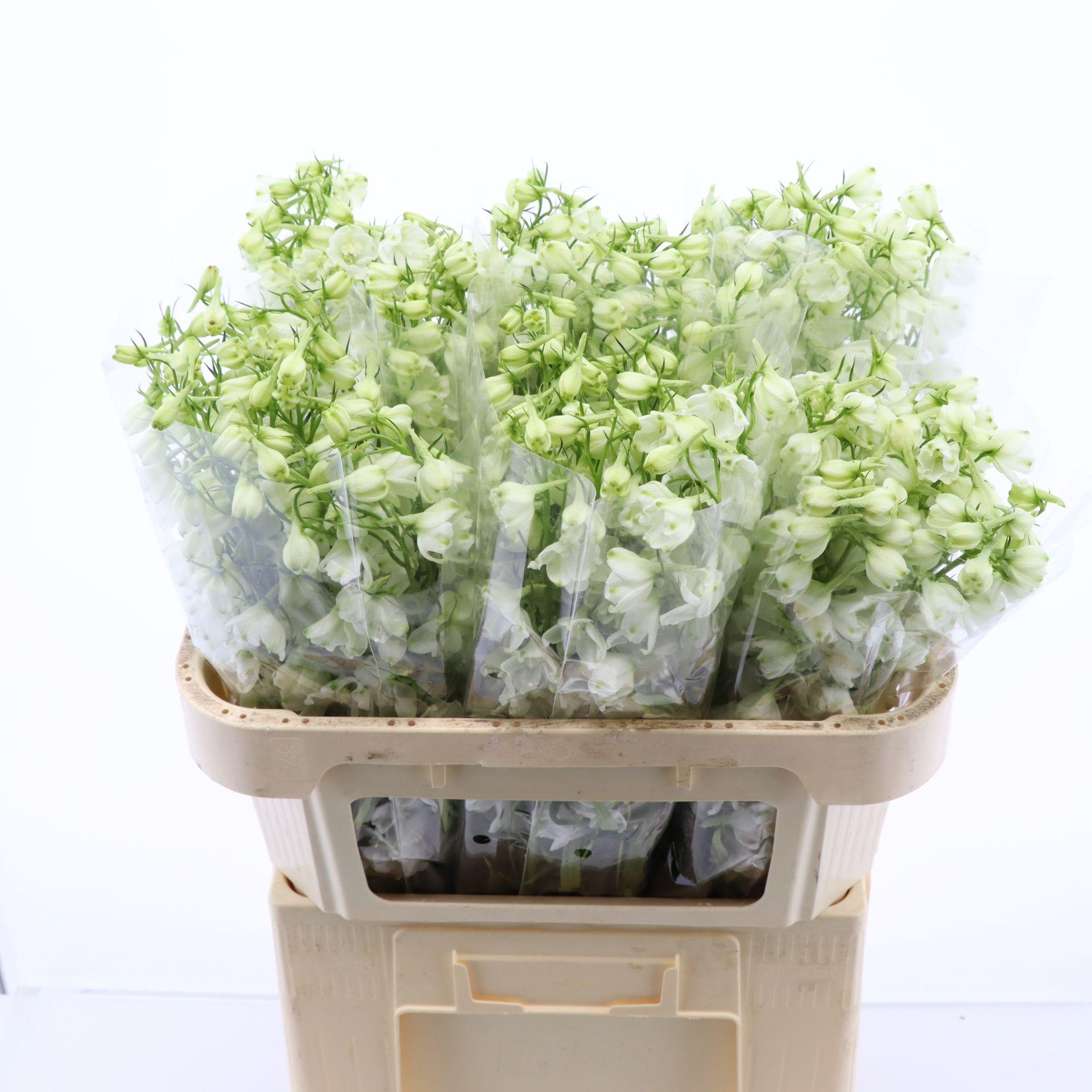 Срезанные цветы оптом Delphinium si magical bianca от 60шт из Голландии с доставкой по России