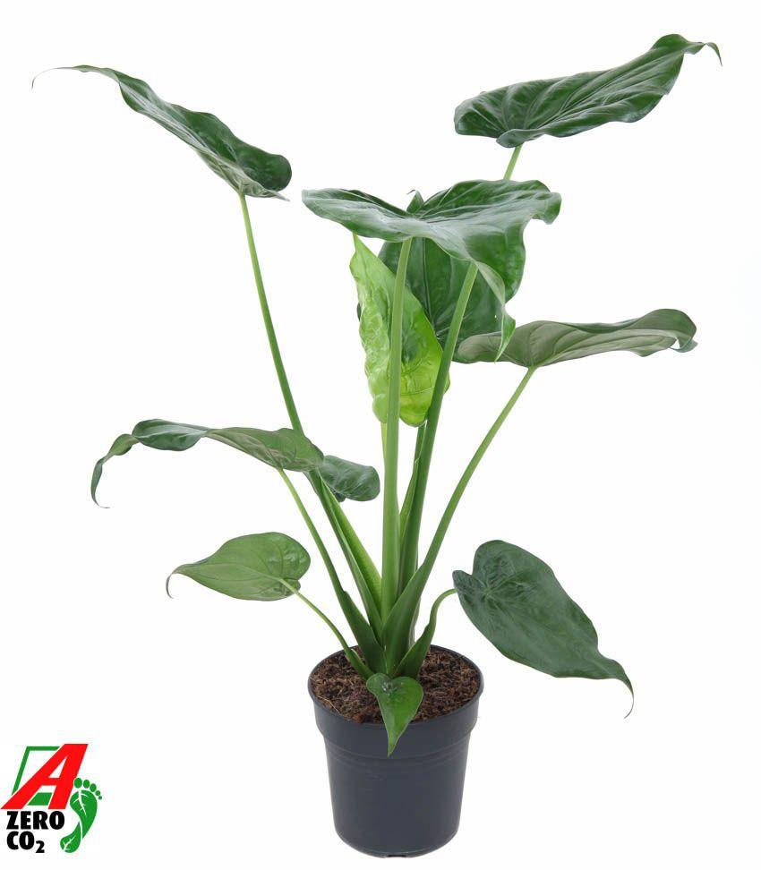 Горшечные цветы и растения оптом Alocasia Cucullata (no Gap) от 1шт (для телеги) из Голландии с доставкой по России