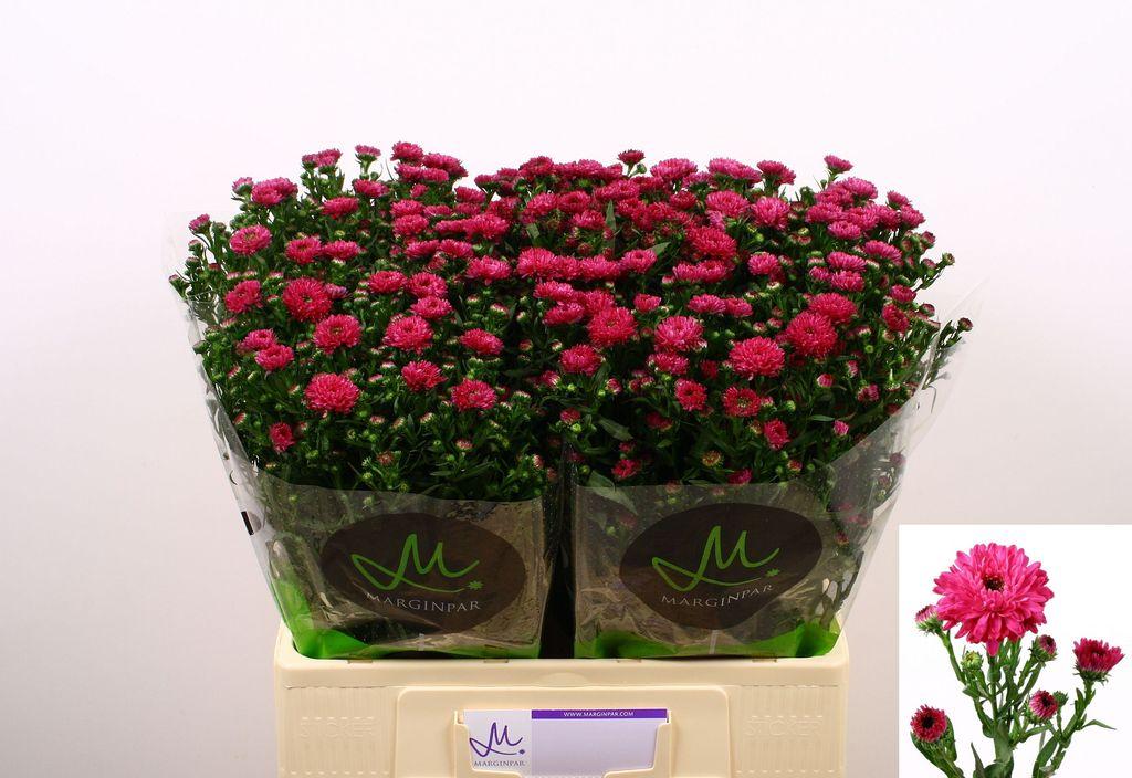 Срезанные цветы оптом Aster flash от 125шт из Голландии с доставкой по России