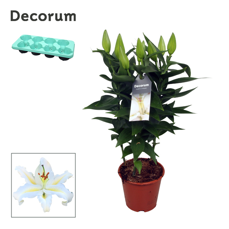 Горшечные цветы и растения оптом Lilium Or Starlight White 3pp (decorum) от 8шт из Голландии с доставкой по России