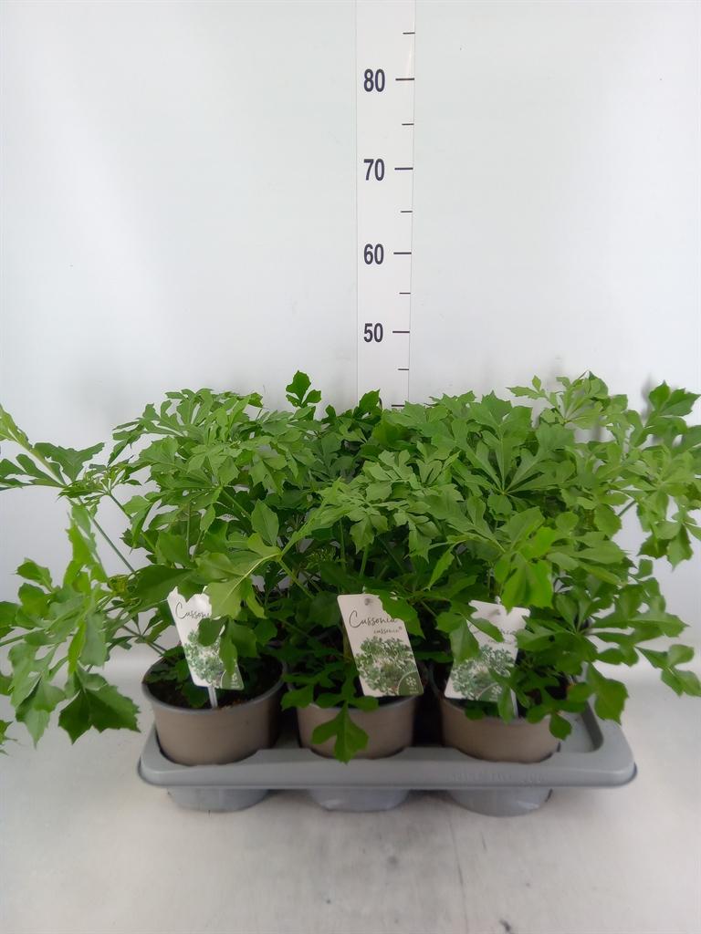 Горшечные цветы и растения оптом Cussonia от 6шт из Голландии с доставкой по России