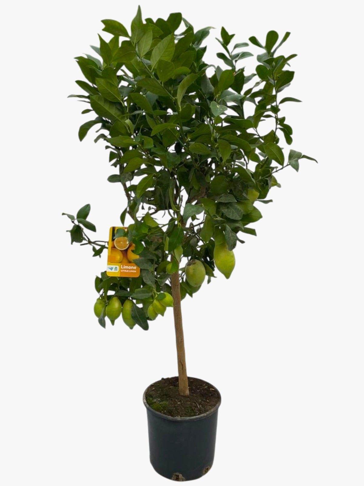 Горшечные цветы и растения оптом Citrus Lemon On Stem от 1шт (для телеги) из Голландии с доставкой по России