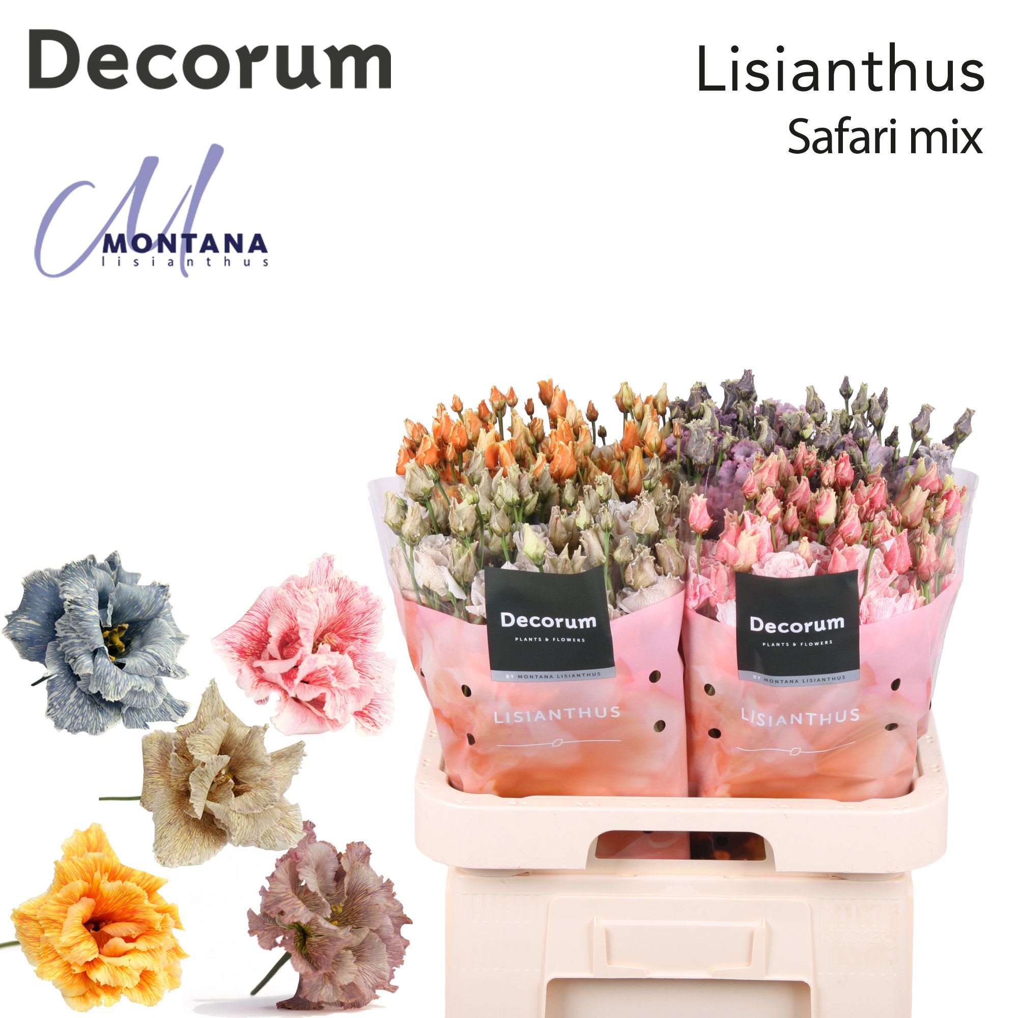 Срезанные цветы оптом Lisianthus do paint mix safari от 40шт из Голландии с доставкой по России