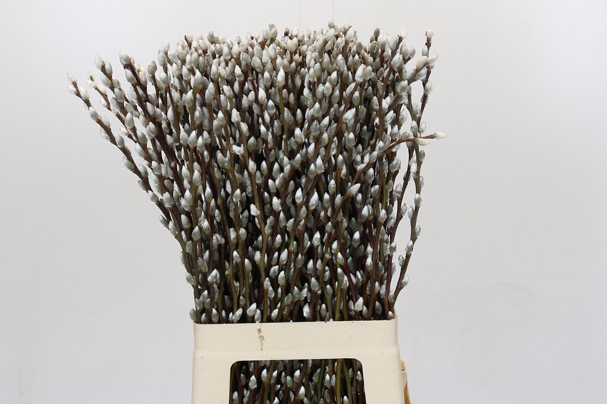 Срезанные цветы оптом Salix snow flake от 200шт из Голландии с доставкой по России