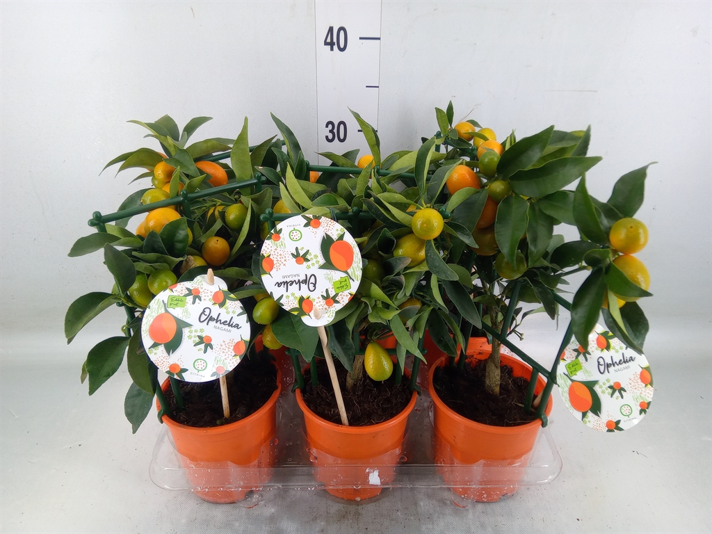 Горшечные цветы и растения оптом Fortunella Margarita от 6шт из Голландии с доставкой по России