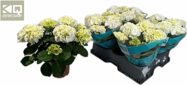 Горшечные цветы и растения оптом Hydr M Hi Ice от 4шт из Голландии с доставкой по России