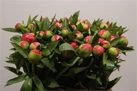 Срезанные цветы оптом Paeonia flame от 50шт из Голландии с доставкой по России