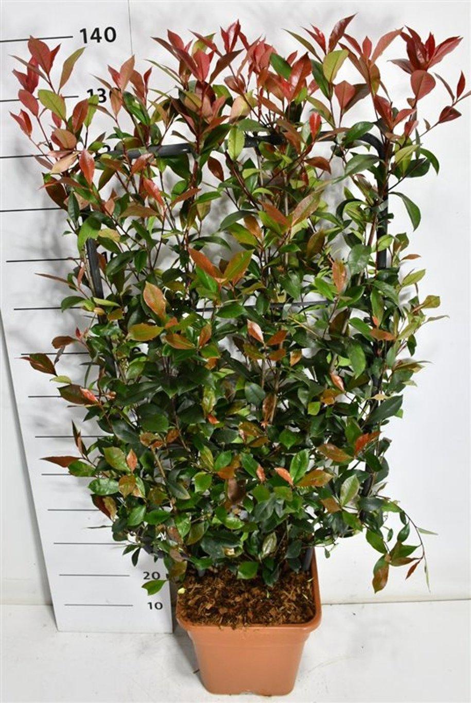 Горшечные цветы и растения оптом Photinia Fraseri Carré Rouge от 1шт из Голландии с доставкой по России