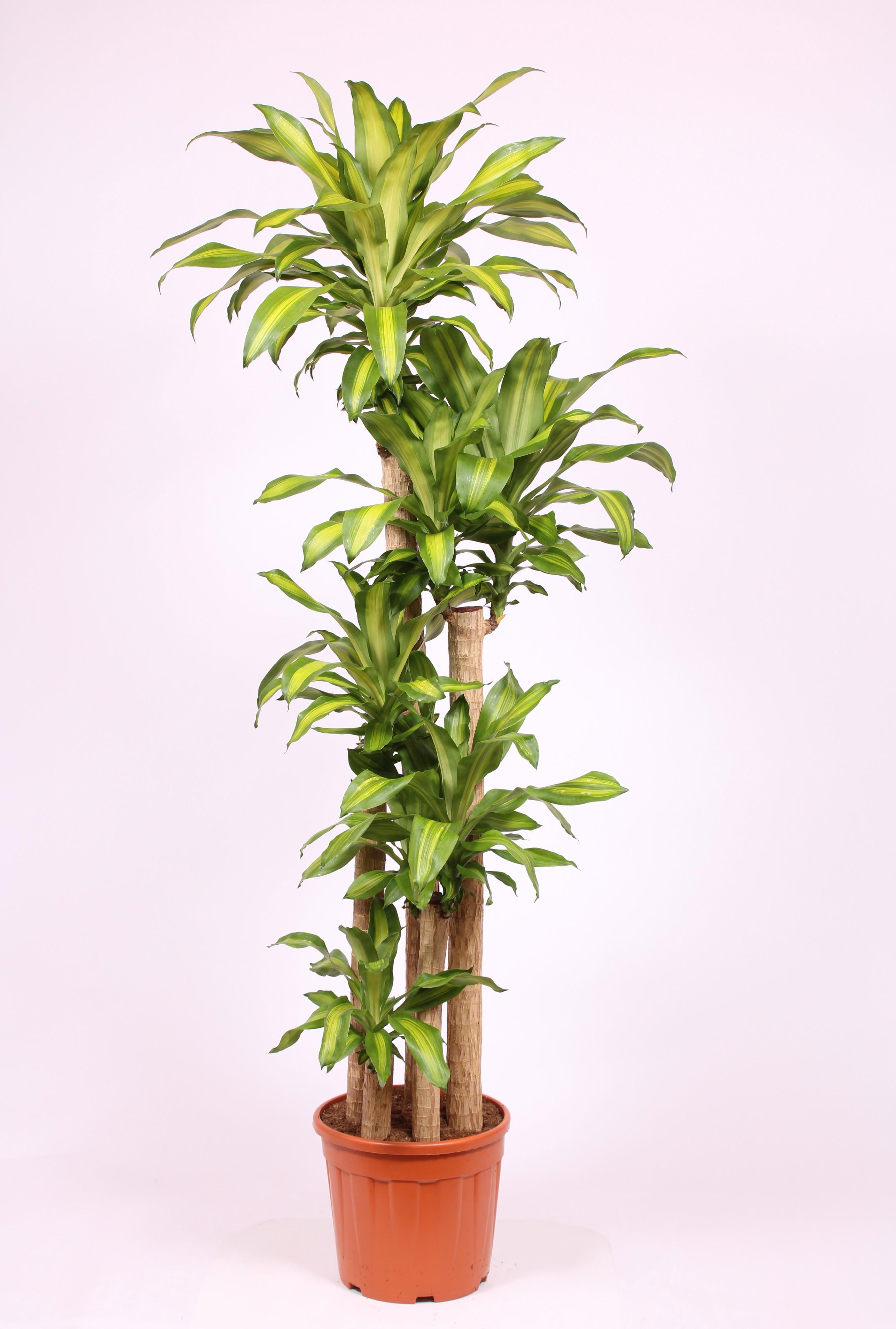 Горшечные цветы и растения оптом Dracaena Massangeana 150-120-90-60-30 от 1шт из Голландии с доставкой по России