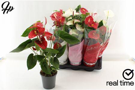 Горшечные цветы и растения оптом Anthu An Gem 4 Kl 5 Bloemen+ P17. от 6шт из Голландии с доставкой по России