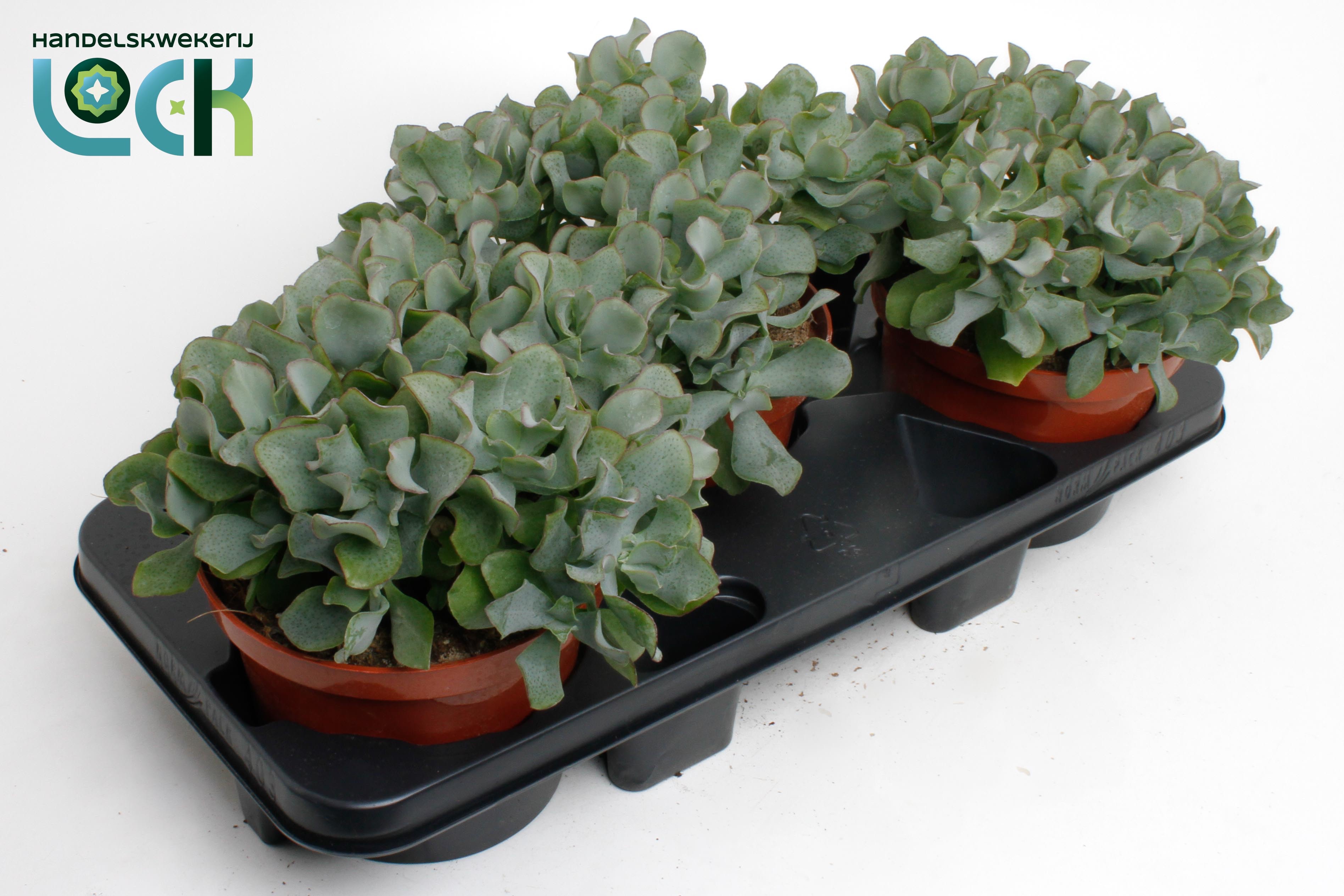 Горшечные цветы и растения оптом Crassula Arborensis Cristaat от 3шт из Голландии с доставкой по России