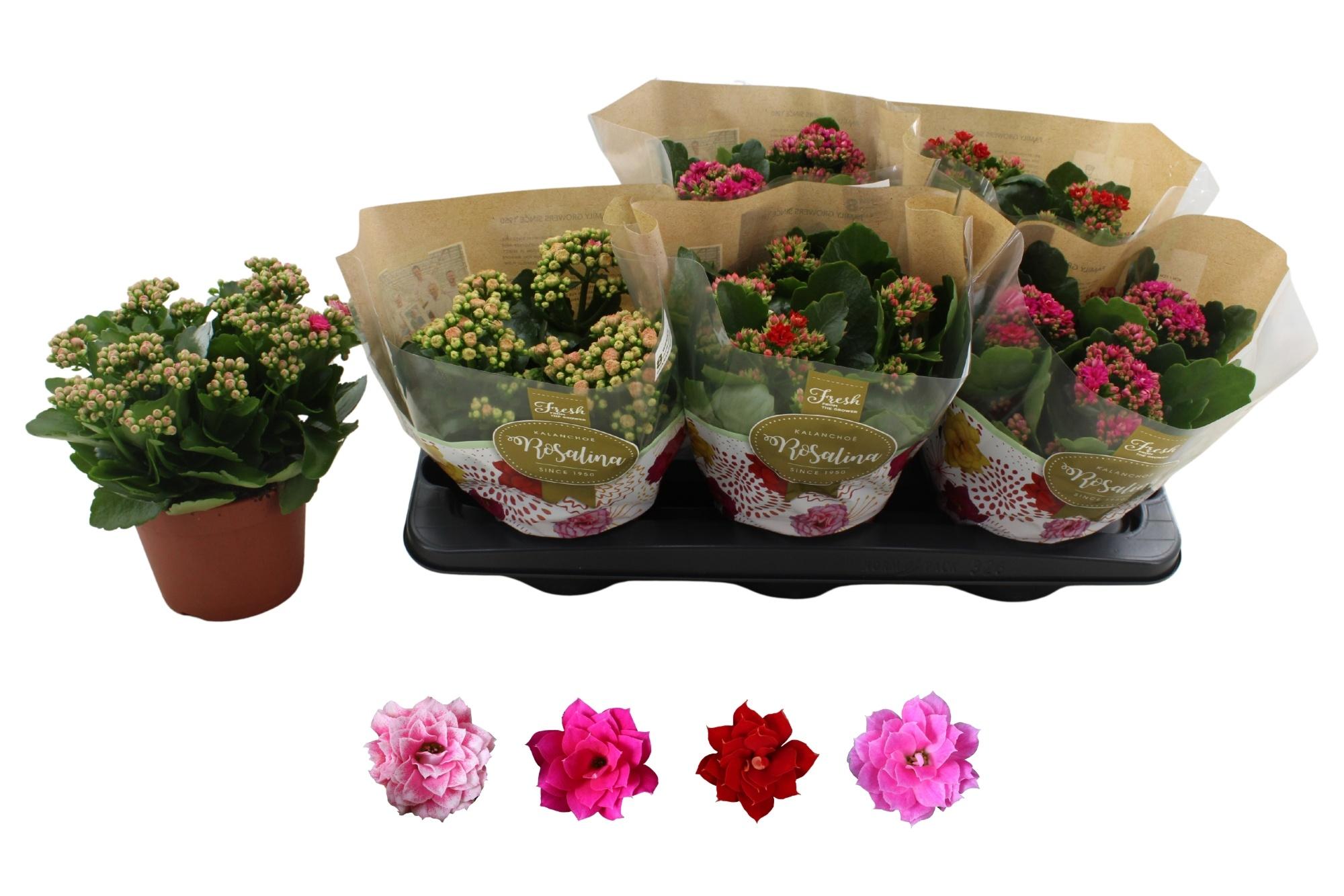Горшечные цветы и растения оптом Kal Ge Ro Gem 4 Kl от 6шт из Голландии с доставкой по России