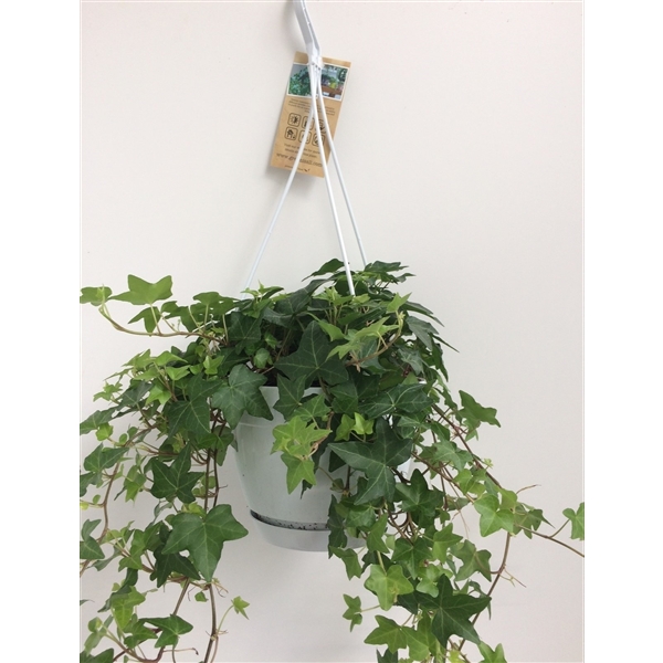 Горшечные цветы и растения оптом Hedera Green Hangpot от 5шт из Голландии с доставкой по России