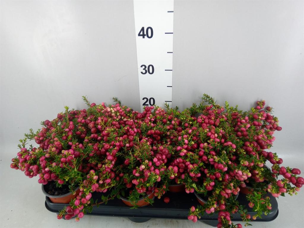 Горшечные цветы и растения оптом Gaultheria ...red Berry от 12шт из Голландии с доставкой по России