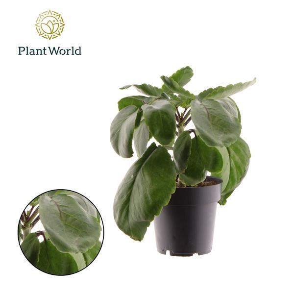 Горшечные цветы и растения оптом Kalanchoë Pinnata Zanzibar от 6шт из Голландии с доставкой по России