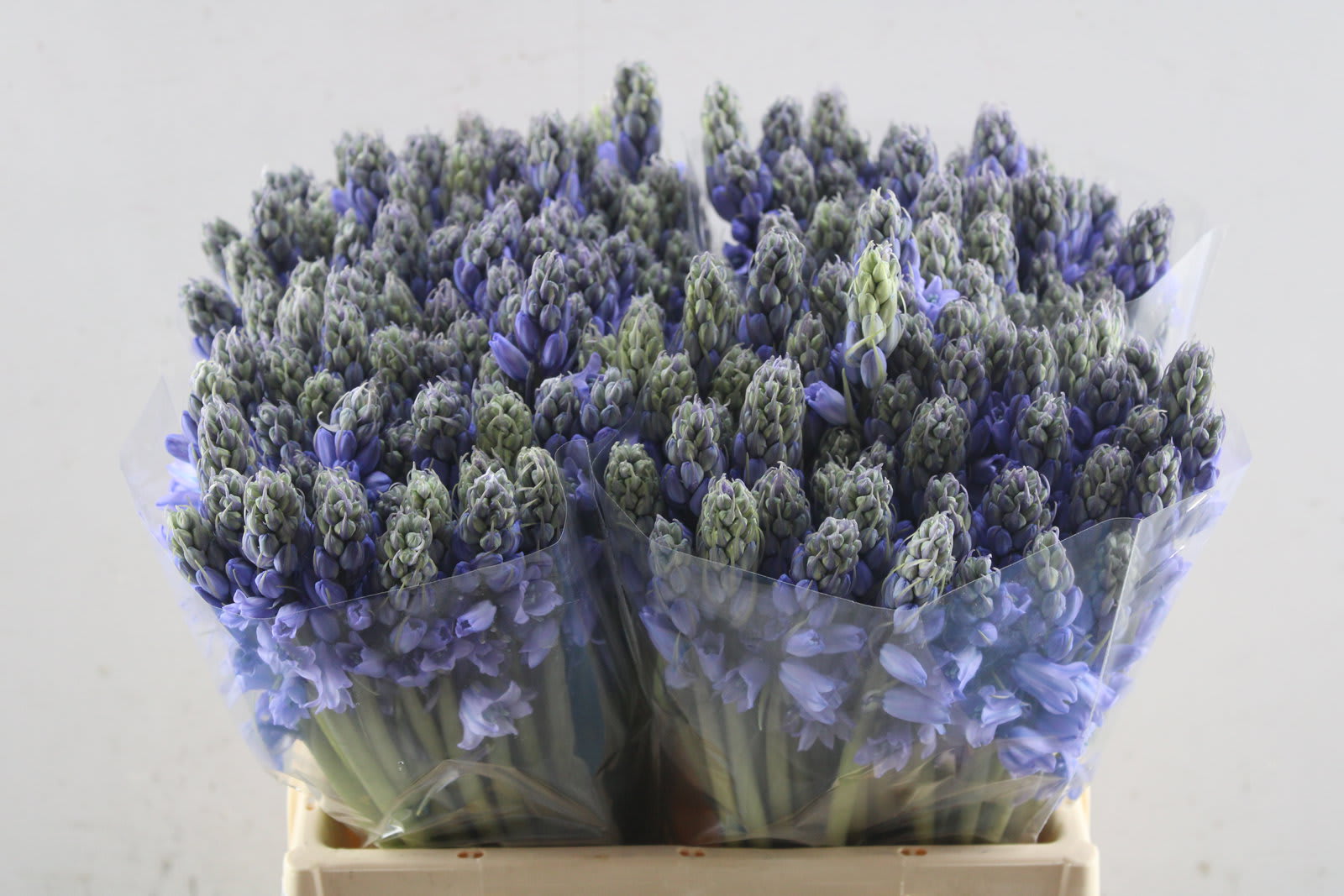 Срезанные цветы оптом Scilla blue от 200шт. из Голландии с доставкой по России
