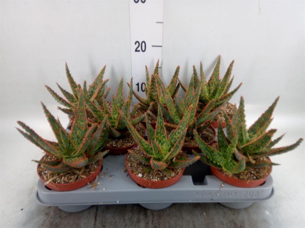 Горшечные цветы и растения оптом Aloe   ... от 8шт из Голландии с доставкой по России