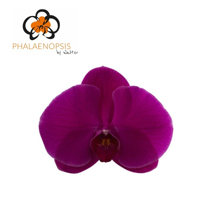 Срезанные цветы оптом Phalaenopsis purple haze (per flower) от 25шт из Голландии с доставкой по России