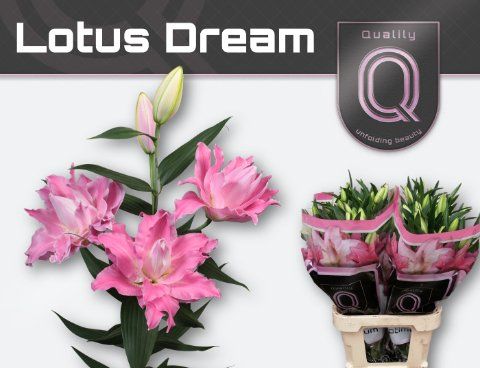 Срезанные цветы оптом Lilium or dbl lotus dream от 30шт из Голландии с доставкой по России