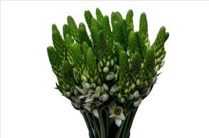 Срезанные цветы оптом Ornithogalum thyr white star от 50шт из Голландии с доставкой по России