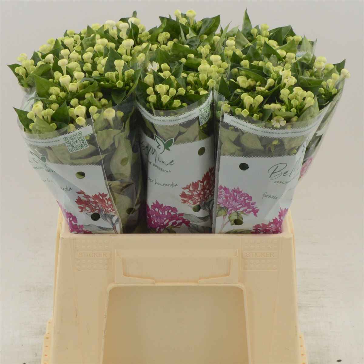 Срезанные цветы оптом Bouvardia si white verde от 80шт из Голландии с доставкой по России