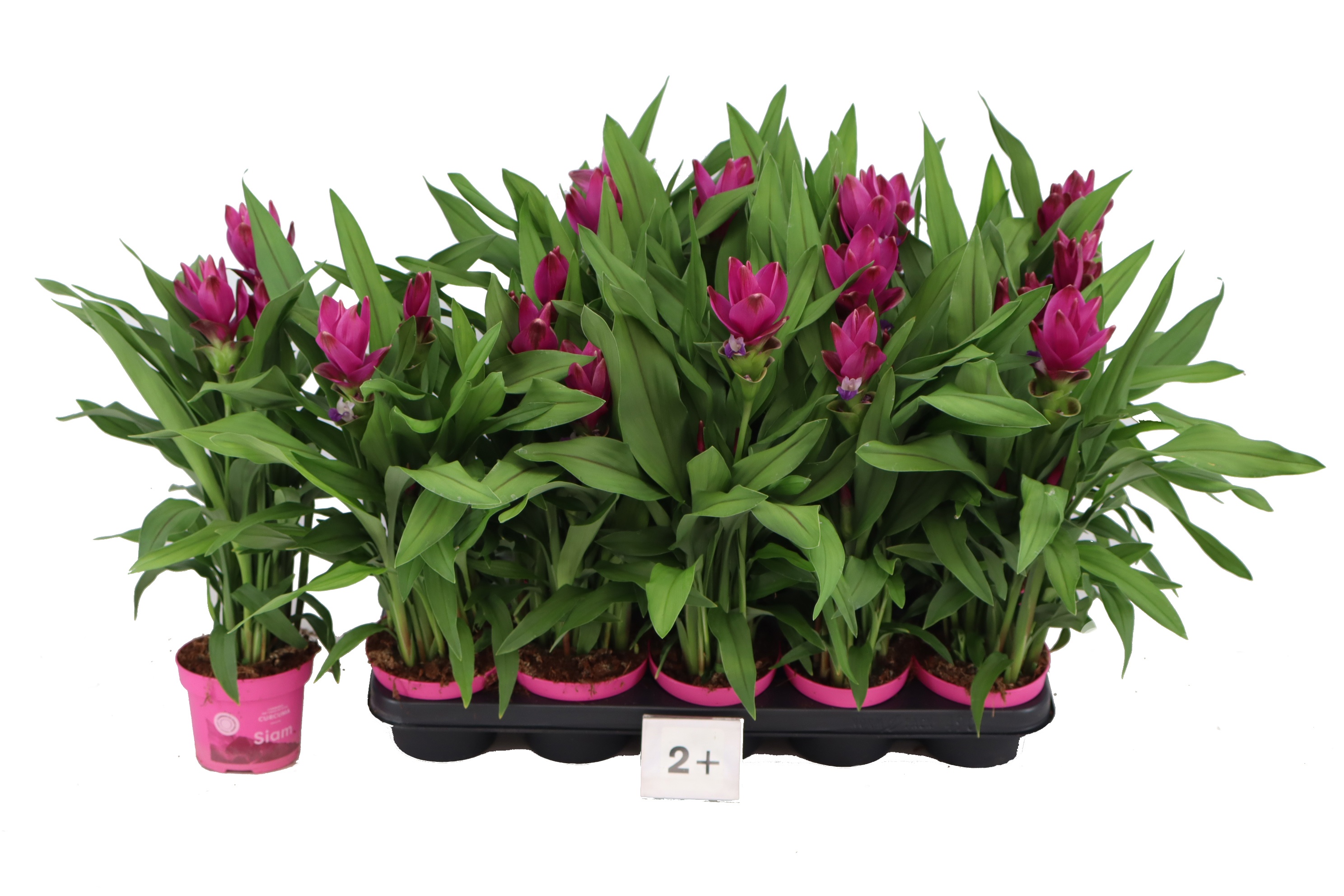 Горшечные цветы и растения оптом Curcu Al Siam Sublim от 10шт из Голландии с доставкой по России Горшечные цветы и растения оптом Curcu Al Siam Sublim от 10шт из Голландии с доставкой по России