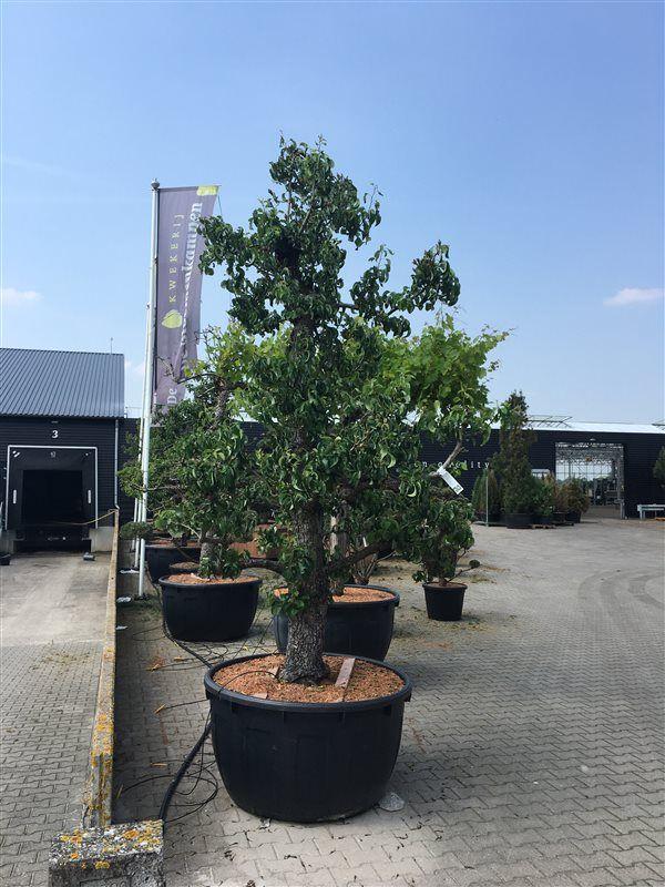 Горшечные цветы и растения оптом Pyrus Comm Doyenné Du Comice от 1шт из Голландии с доставкой по России