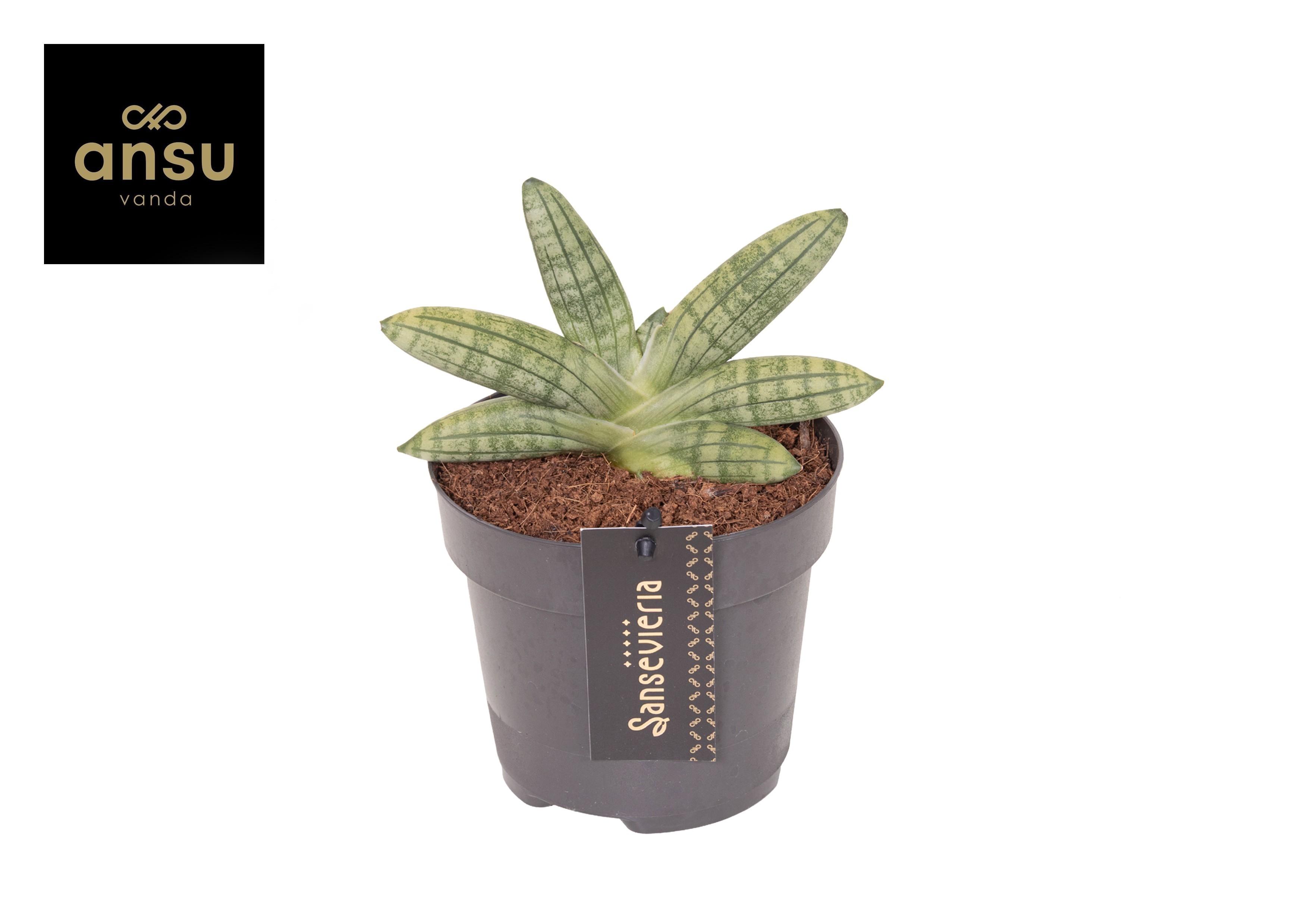 Горшечные цветы и растения оптом Sansevieria Inti Mini от 6шт из Голландии с доставкой по России