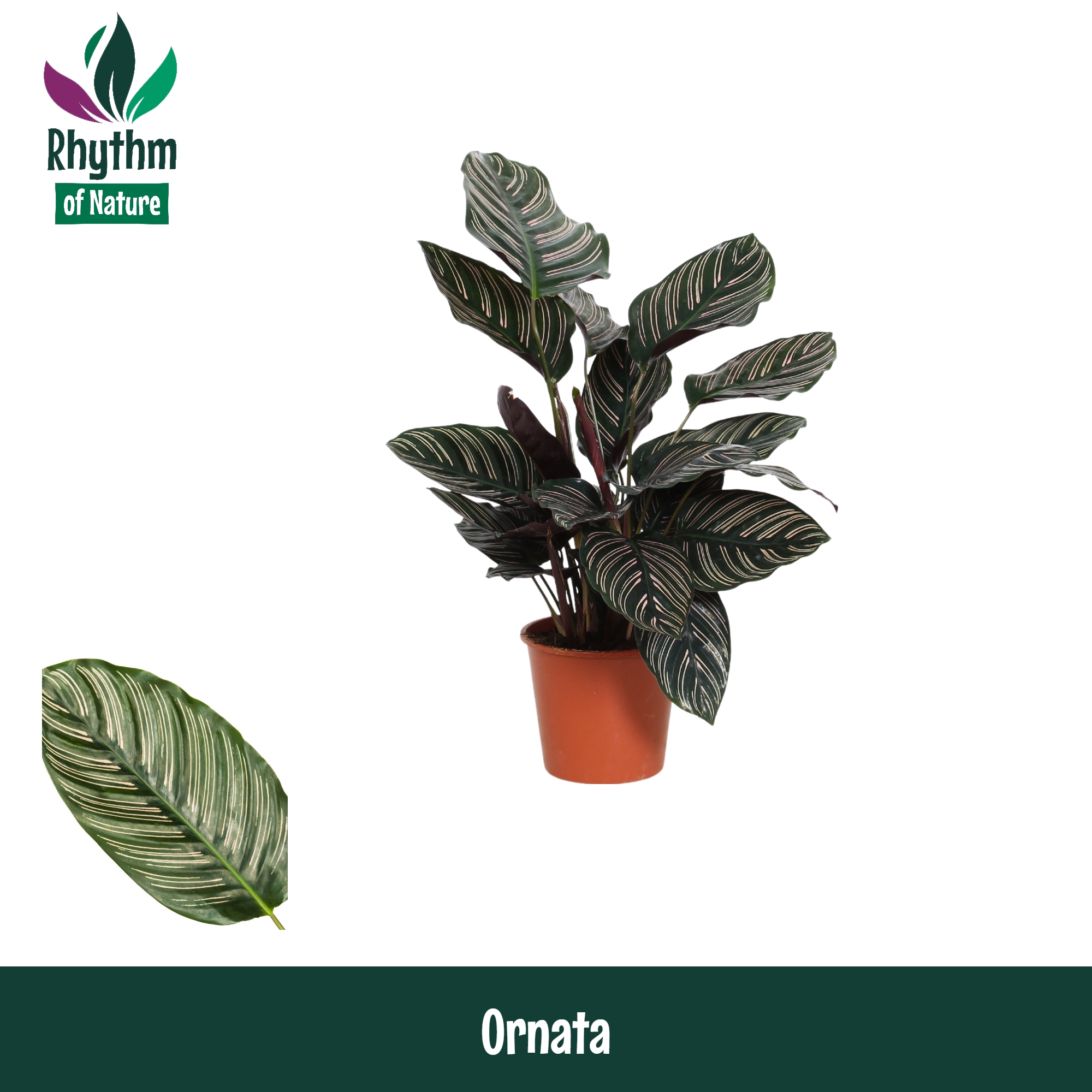 Горшечные цветы и растения оптом Calathea Ornata от 8шт из Голландии с доставкой по России