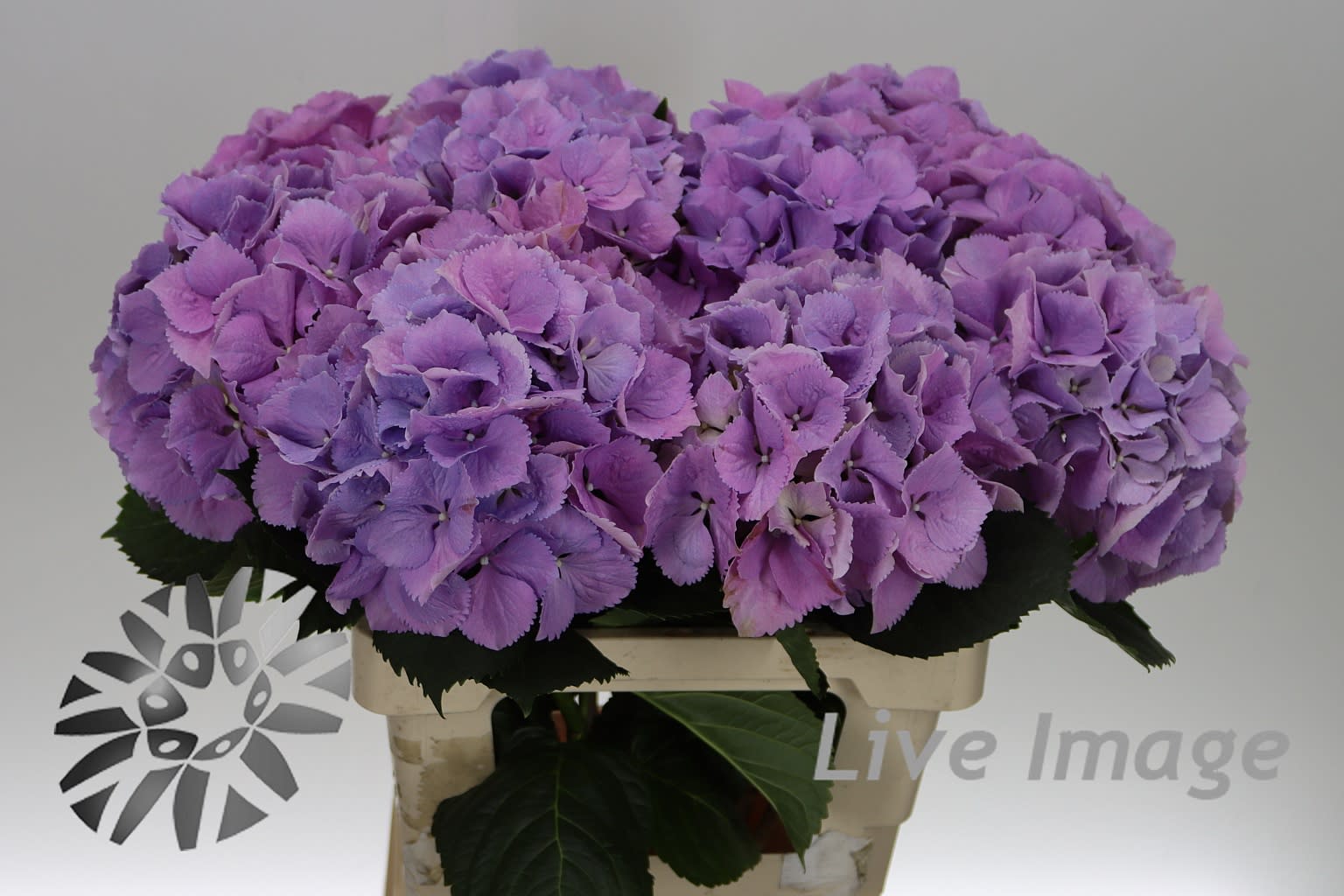 Срезанные цветы оптом Hydrangea royal benefit от 10шт. из Голландии с доставкой по России