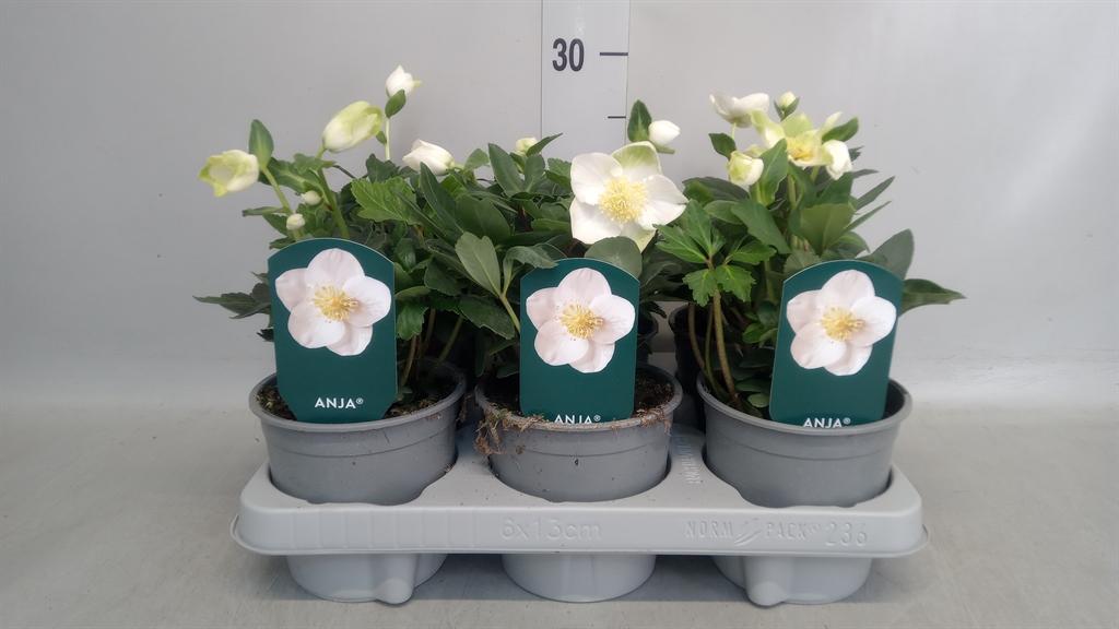Горшечные цветы и растения оптом Helleborus anja от 6шт из Голландии с доставкой по России