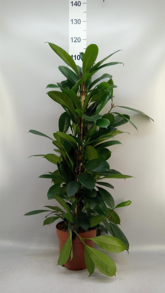 Горшечные цветы и растения оптом Ficus Cyathistipula от 1шт из Голландии с доставкой по России