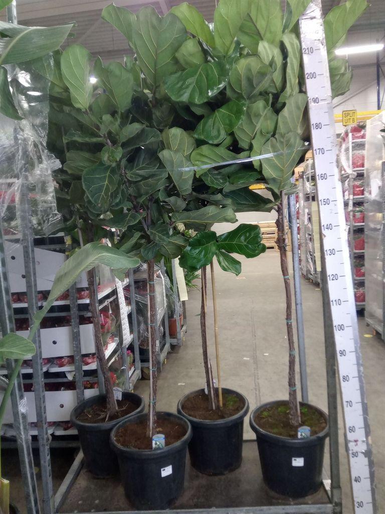 Горшечные цветы и растения оптом Ficus Lyrata от 1шт из Голландии с доставкой по России