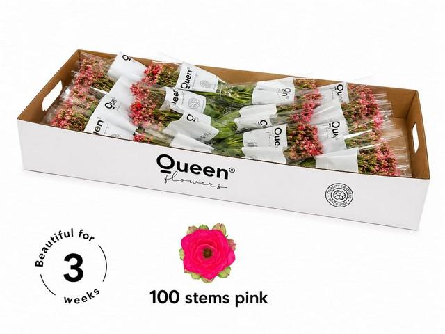 Срезанные цветы оптом Kalanchoe sensual pink meadow от 100шт из Голландии с доставкой по России