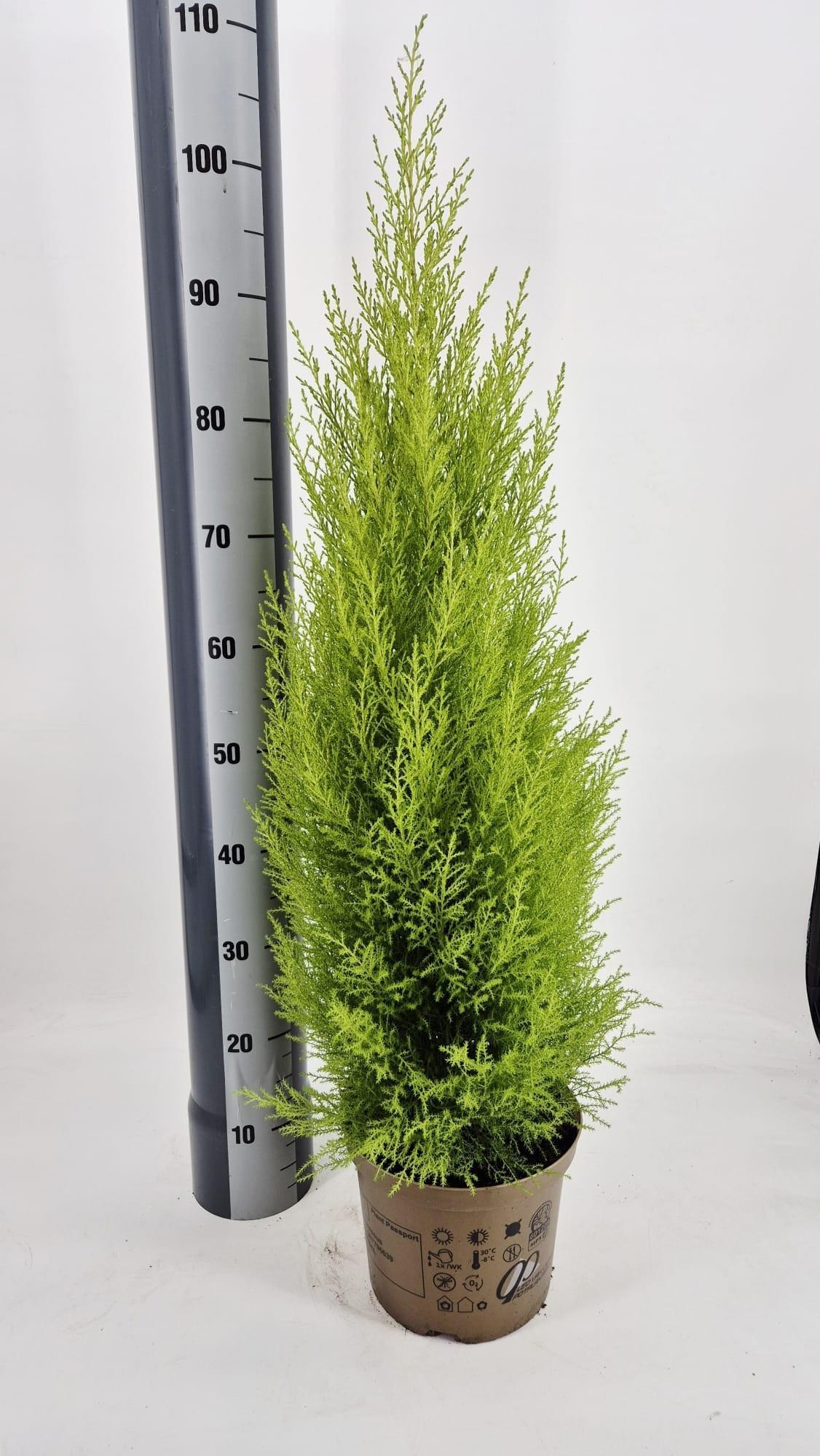 Горшечные цветы и растения оптом Cupressus Goldcrest Wilma от 1шт из Голландии с доставкой по России