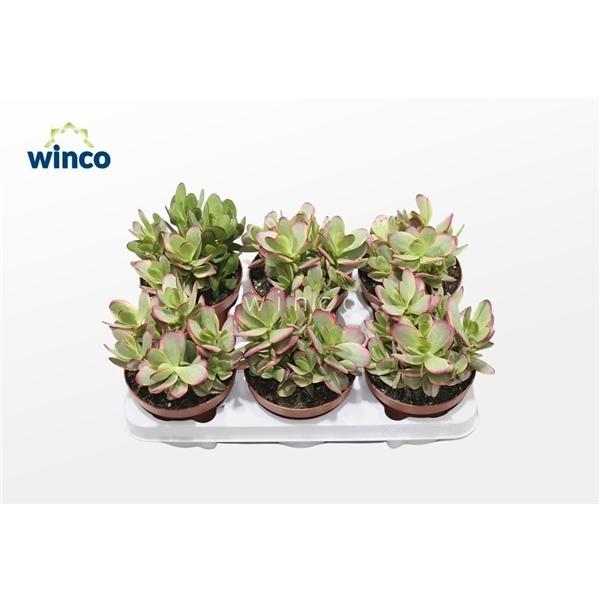 Горшечные цветы и растения оптом Crassula Platyphylla Variegata от 6шт из Голландии с доставкой по России