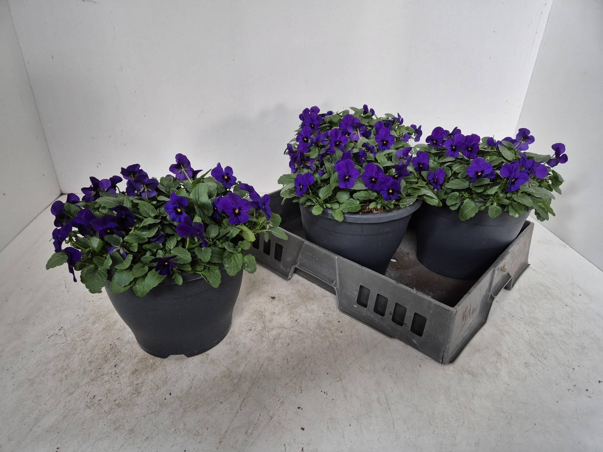 Горшечные цветы и растения оптом Vio Co Em True Blue от 3шт из Голландии с доставкой по России