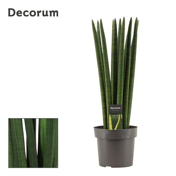 Горшечные цветы и растения оптом Sansevieria Cylindrica Straight (decorum) от 4шт из Голландии с доставкой по России