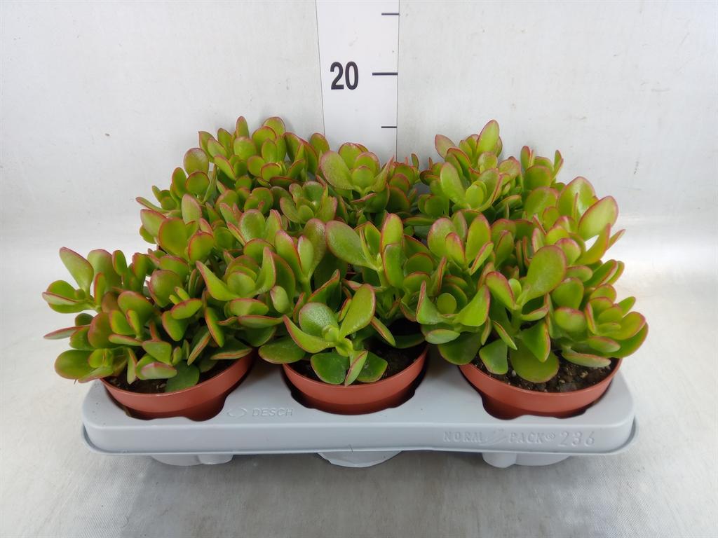 Горшечные цветы и растения оптом Crassula Ovata от 6шт из Голландии с доставкой по России