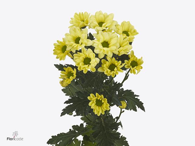 Срезанные цветы оптом Chrys sp chic cream от 160шт из Голландии с доставкой по России