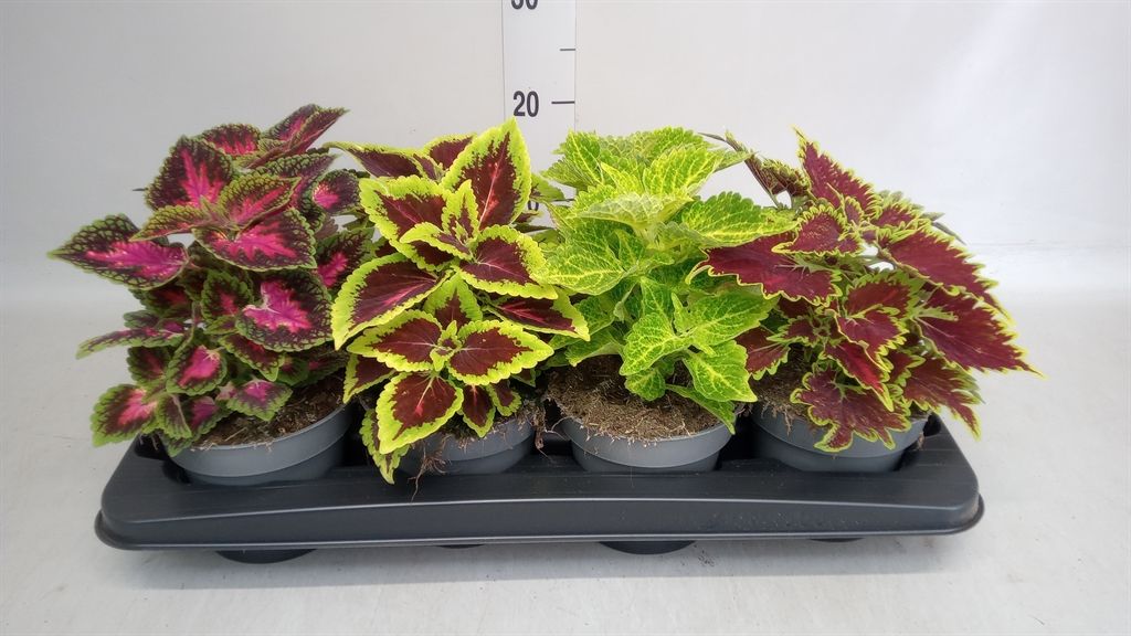 Горшечные цветы и растения оптом Plectranthus Col.   ... от 8шт из Голландии с доставкой по России