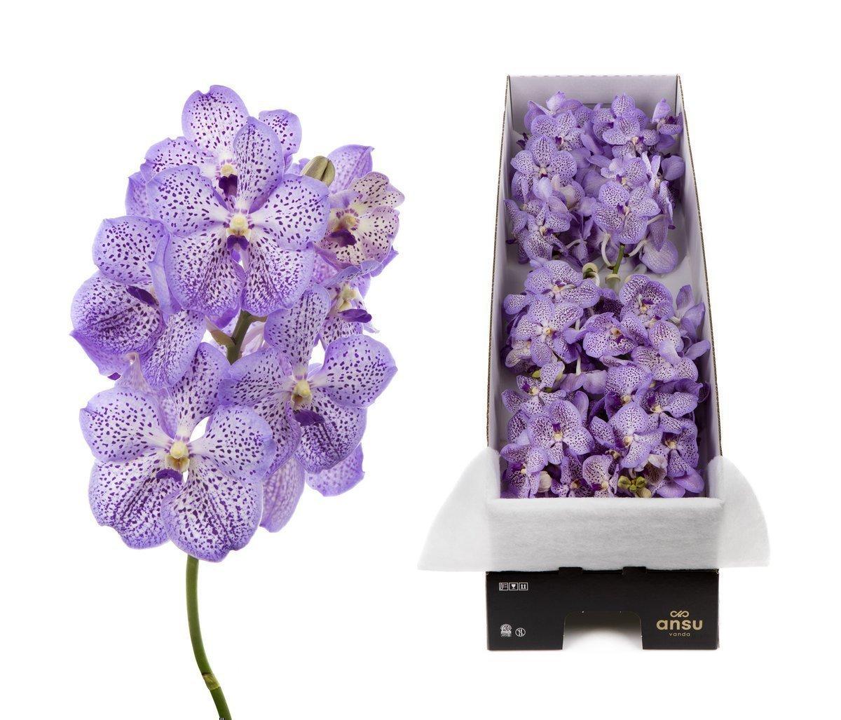 Срезанные цветы оптом Vanda mauve spot per stem от 8шт из Голландии с доставкой по России