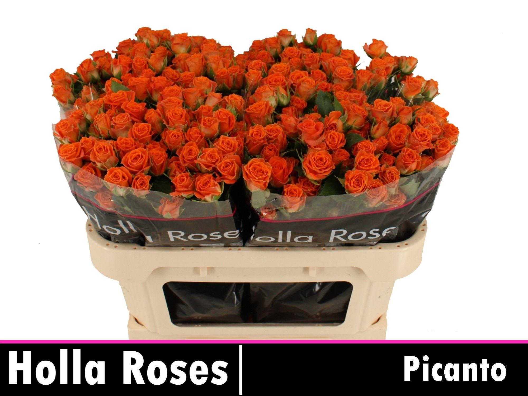 Срезанные цветы оптом Rosa spray picanto от 40шт из Голландии с доставкой по России