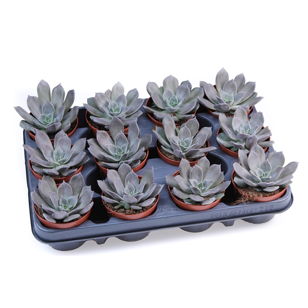 Горшечные цветы и растения оптом Echeveria Black Prince от 12шт из Голландии с доставкой по России