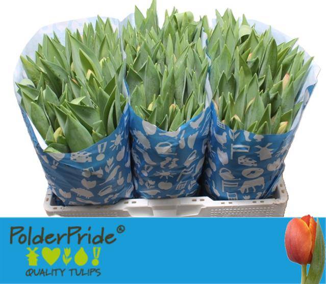 Срезанные цветы оптом Tulipa si ad rem от 150шт из Голландии с доставкой по России