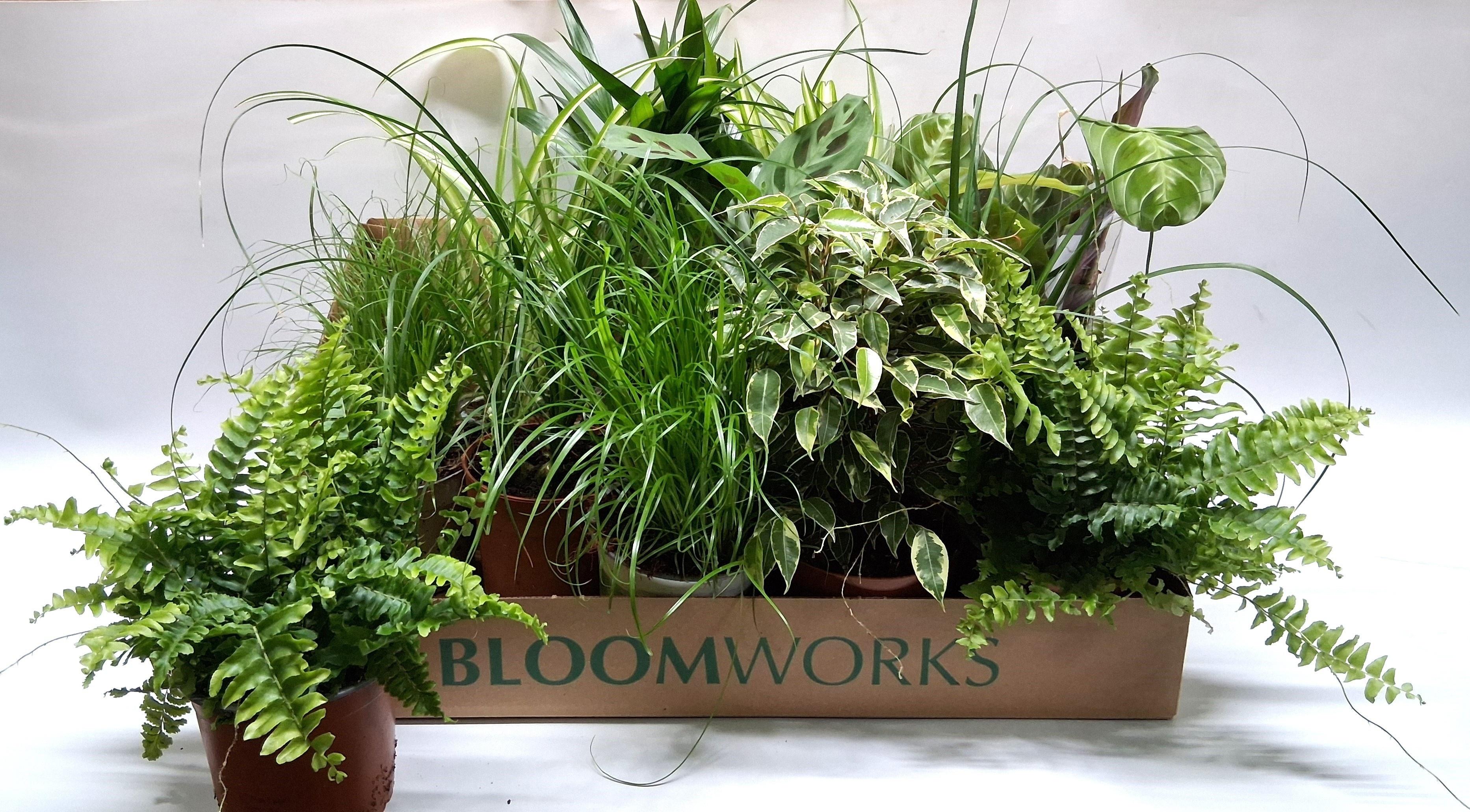 Горшечные цветы и растения оптом Kamerpl Gem Ov от 12шт из Голландии с доставкой по России