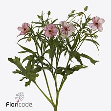 Срезанные цветы оптом Ranunculus butterfly lycia от 40шт из Голландии с доставкой по России