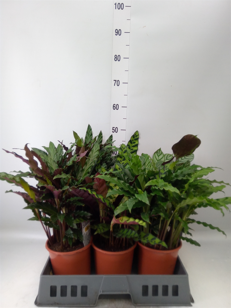Горшечные цветы и растения оптом Calathea   ...mix от 6шт из Голландии с доставкой по России