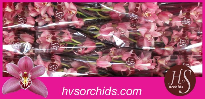 Срезанные цветы оптом Cymbidium pink candy от 12шт из Голландии с доставкой по России